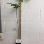 Quart Pot 1 Plant Live American Persimmon Tree Diospyros virginiana 'American 6"