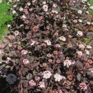 3" Pot 1 Plant Live Crimson Diablo Ninebark Shrub 6"