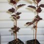 3" Pot 1 Plant Live Crimson Diablo Ninebark Shrub 6"