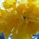 Buttercup, Wild Daffodil 50 Bulbs Lent Lily