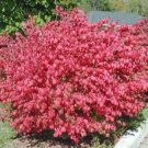10 Bare Root Plants Euonymus Alatus Shrub, Dwarf Burning Bush Hardy Not ship to NY, NH, MA, and VT