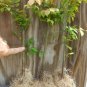 10 Bare Root Plants Euonymus Alatus Shrub, Dwarf Burning Bush Hardy Not ship to NY, NH, MA, and VT