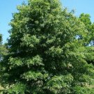 4" Pot 1 Plant Live Quercus Palustris, Pin Oak Tree 12"