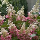 Quart Pot 1 Plant Live Paniculata Hydrangea Shrub, Pinky Winky 6"