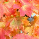 Quart Pot 1 Plant Live Sugar Maple,Acer saccharum 6"