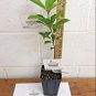 Quart Pot 1 Plant Live Black Gum Tree, Nyssasylvatica 6"  We do not ship to Arizona