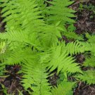 Dennstaedtia Punctilobula, 10 Hay Scented Fern Clumps