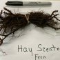 Dennstaedtia Punctilobula, 10 Hay Scented Fern Clumps