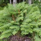 Osmundastrum Cinnamomeum, Cinnamon Fern 10 Rhizome/Root