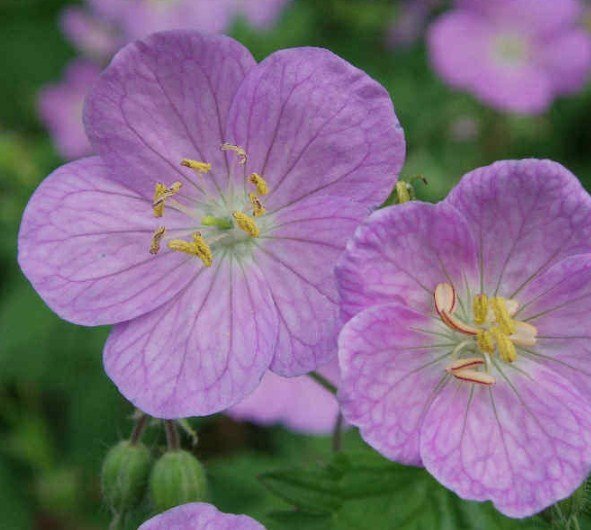 Maculatum, 10 Roots Wild Geranium We do not ship to ARIZONA