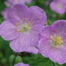 Maculatum, 10 Roots Wild Geranium We do not ship to ARIZONA