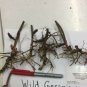 Maculatum, 10 Roots Wild Geranium We do not ship to ARIZONA