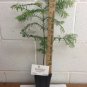 Quart Pot 1 Plant Live Metasequoia Glyptostroboides 8" Dawn Redwood