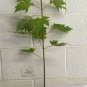 Quart Pot 1 Plant Live Celebration Maple 1 Feet Tall