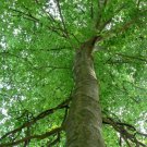 Quart Pot 1 Plant Live Fagusgrandifolia 6" American Beech