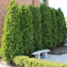 3" Pot 1 Plant Live Thuja Occidentalis, Emerald Green Arborvitae