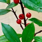 Quart Pot 1 Plant Live Foster Holly 6"