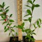 Quart Pot 1 Plant Live Foster Holly 6"