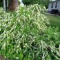 4" Pot 1 Plant Live Henry's Garnet Itea Virginica Sweetspire 6", We do not ship to AK, HI & PR