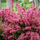 4" Pot 1 Plant Live Pink Weigela