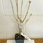 4" Pot 1 Plant Live Pink Weigela
