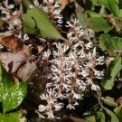 Pachysandra Procumbens 5 Roots Allegheny Spurge