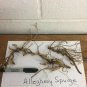 Pachysandra Procumbens 5 Roots Allegheny Spurge