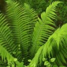 Athyriun Filix-Femina 10 Rhizomes Lady Ferns