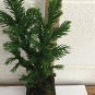 Quart Pot 1 Plant Live Cryptomeria Black Dragon 6"