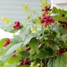 Quart Pot 1 Plant Live Sweet Shrub  6"