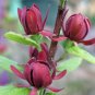 Quart Pot 1 Plant Live Sweet Shrub  6"