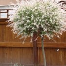 Quart Pot 1 Plant Live Japanese Dappled Nishiki Willow 18"
