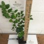 Quart Pot 1 Plant Live China Girl Holly 6"