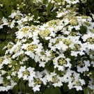 3" Pot 1 Plant Live Alleghany Viburnum 6" Not ship to ARIZONA