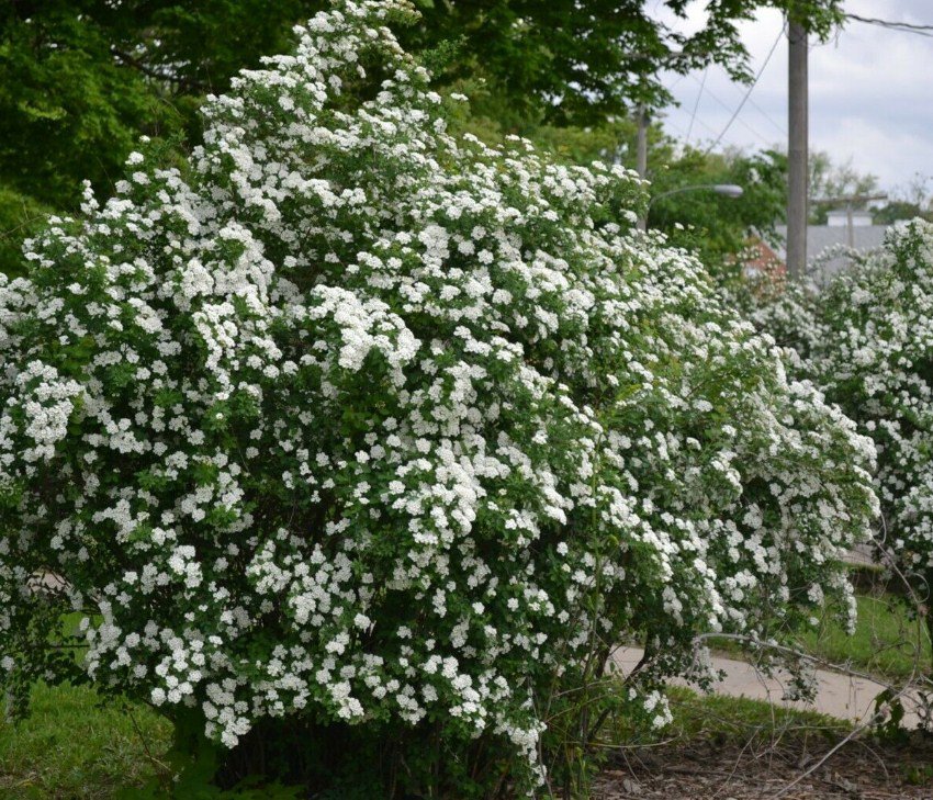 Quart Pot 1 Plant Live Snowmound Spirea 6"