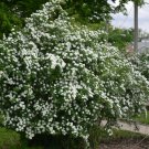 Quart Pot 1 Plant Live Snowmound Spirea 6"