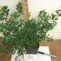 Quart Pot 1 Plant Live Snowmound Spirea 6"