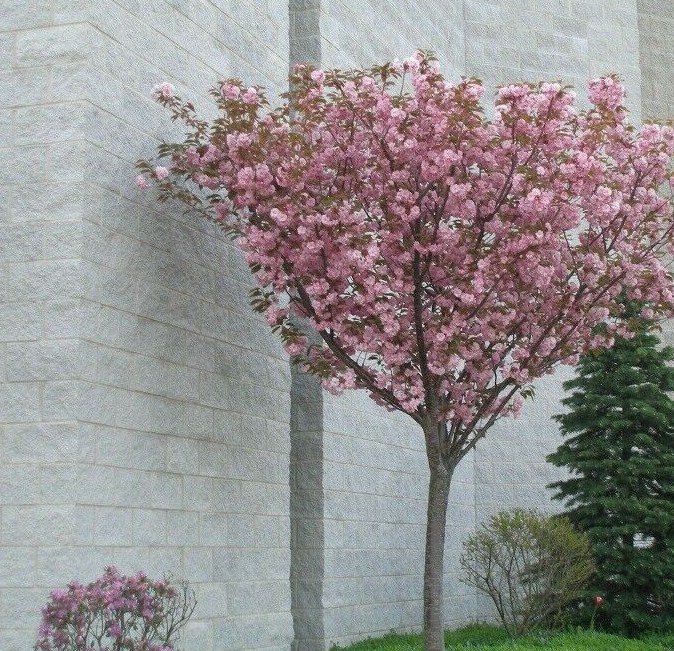 3' Pot 2 Plant Live Kwanzan Cherry Tree&acirc;��s 6" Do not ship cherry trees to CA