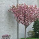 3' Pot 2 Plant Live Kwanzan Cherry Tree’s 6" Do not ship cherry trees to CA