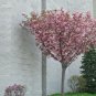 3' Pot 2 Plant Live Kwanzan Cherry Tree’s 6" Do not ship cherry trees to CA