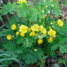 Stylophorum Eiphyllym 5 Bulbs Celandine Yellow Poppy Bulb