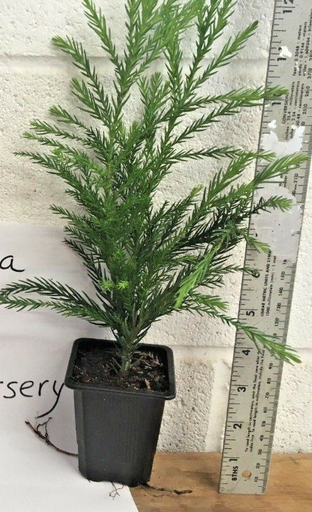 Quart Pot 1 Plant Live Cryptomeria Yoshino Japanese Cedar 6"