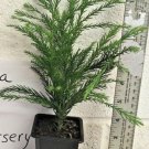 Quart Pot 1 Plant Live Cryptomeria Yoshino Japanese Cedar 6"