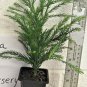 Quart Pot 1 Plant Live Cryptomeria Yoshino Japanese Cedar 6"