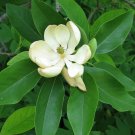 4" Pot 1 Plant Live Sweetbay Magnolia 10" in height