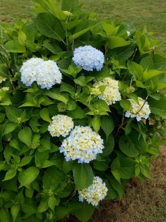 3" Pot 2 Plant Live Nikko Blue Hydrangea Mophead 6"