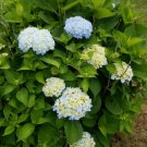 3" Pot 2 Plant Live Nikko Blue Hydrangea Mophead 6"
