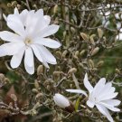 3" Pot 1 Plant Live Star Magnolia 6" We do not ship to ARIZONA