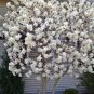 3" Pot 1 Plant Live Star Magnolia 6" We do not ship to ARIZONA