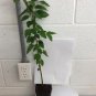 Quart Pot 1 Plant Live River Birch Single Stem Tree 12"
